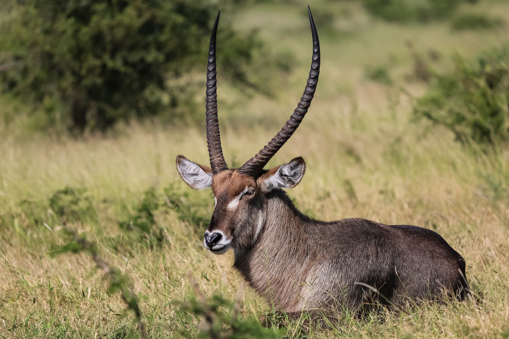 Impressive Waterbuck