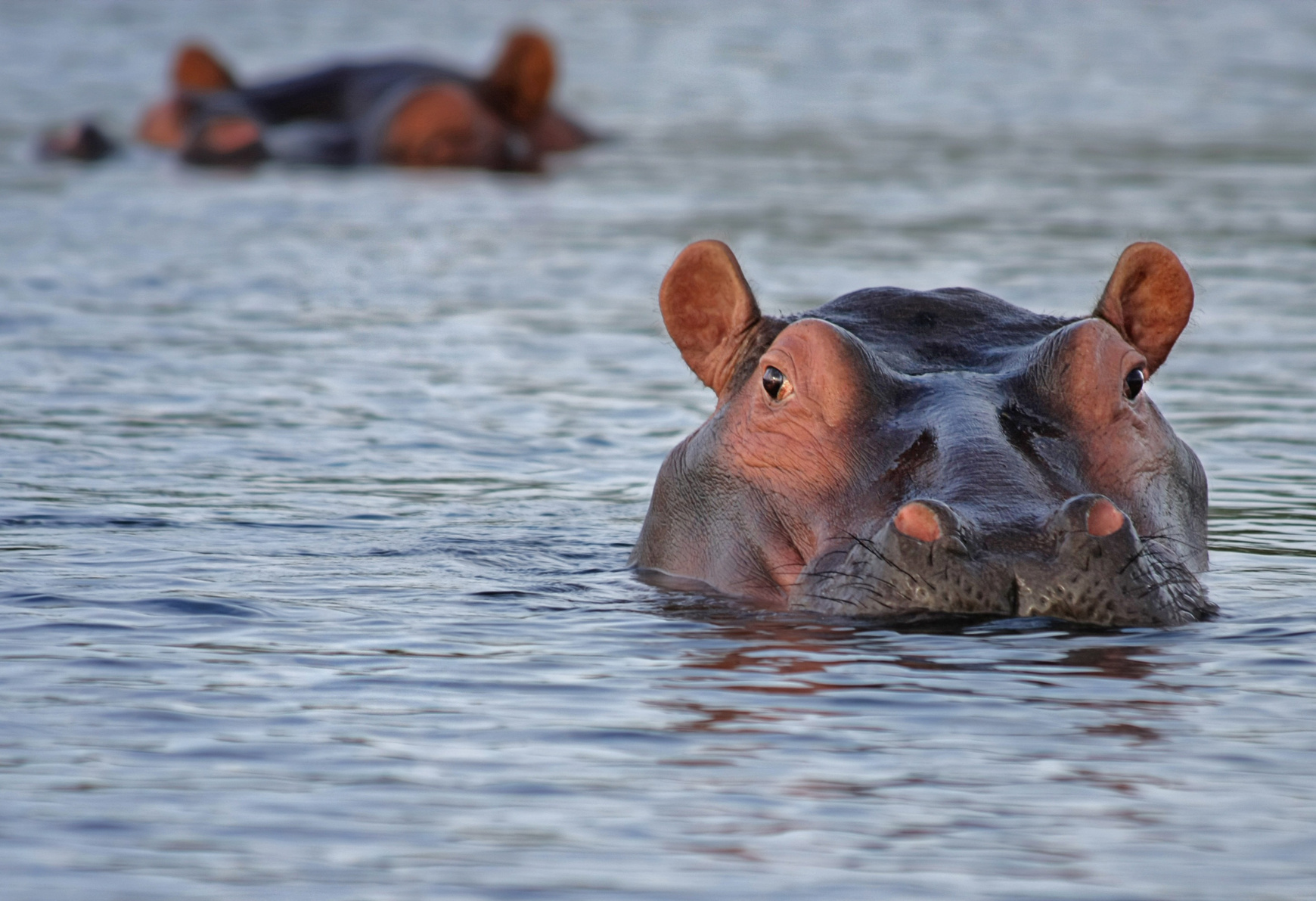 Hippo in the Water