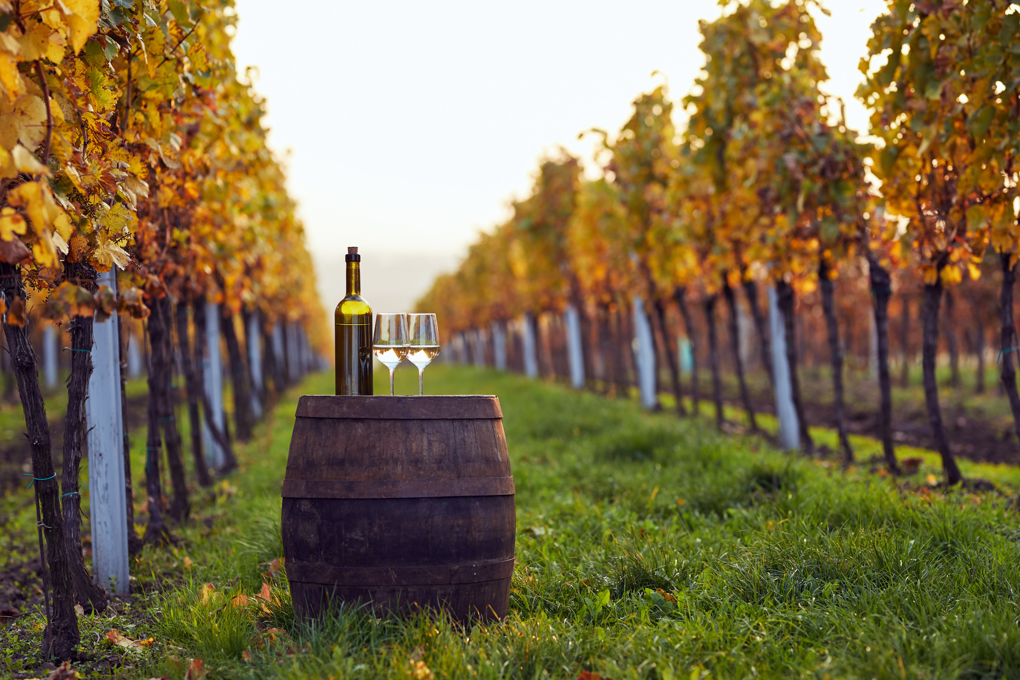 Wine Tasting outside in the Vineyard