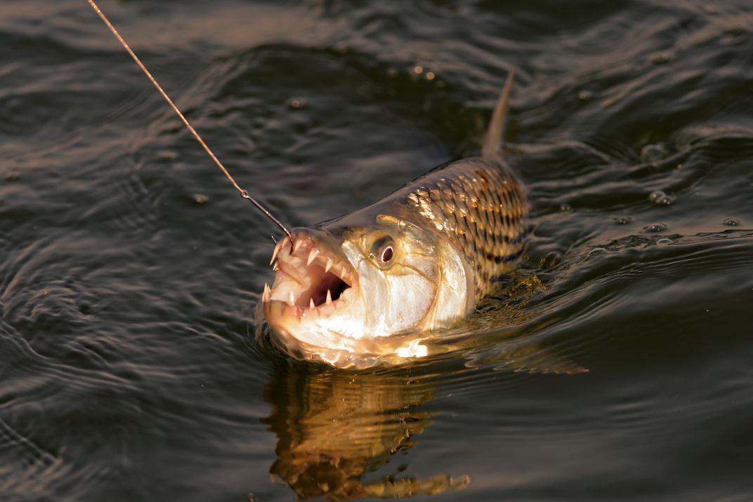 Tiger Fish being caught Lake Kariba