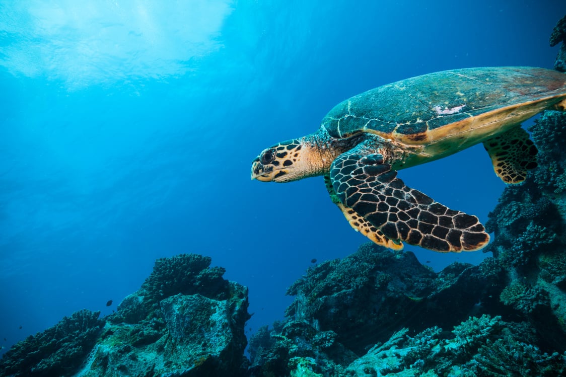 Hawksbill Sea Turtle in Indian ocean