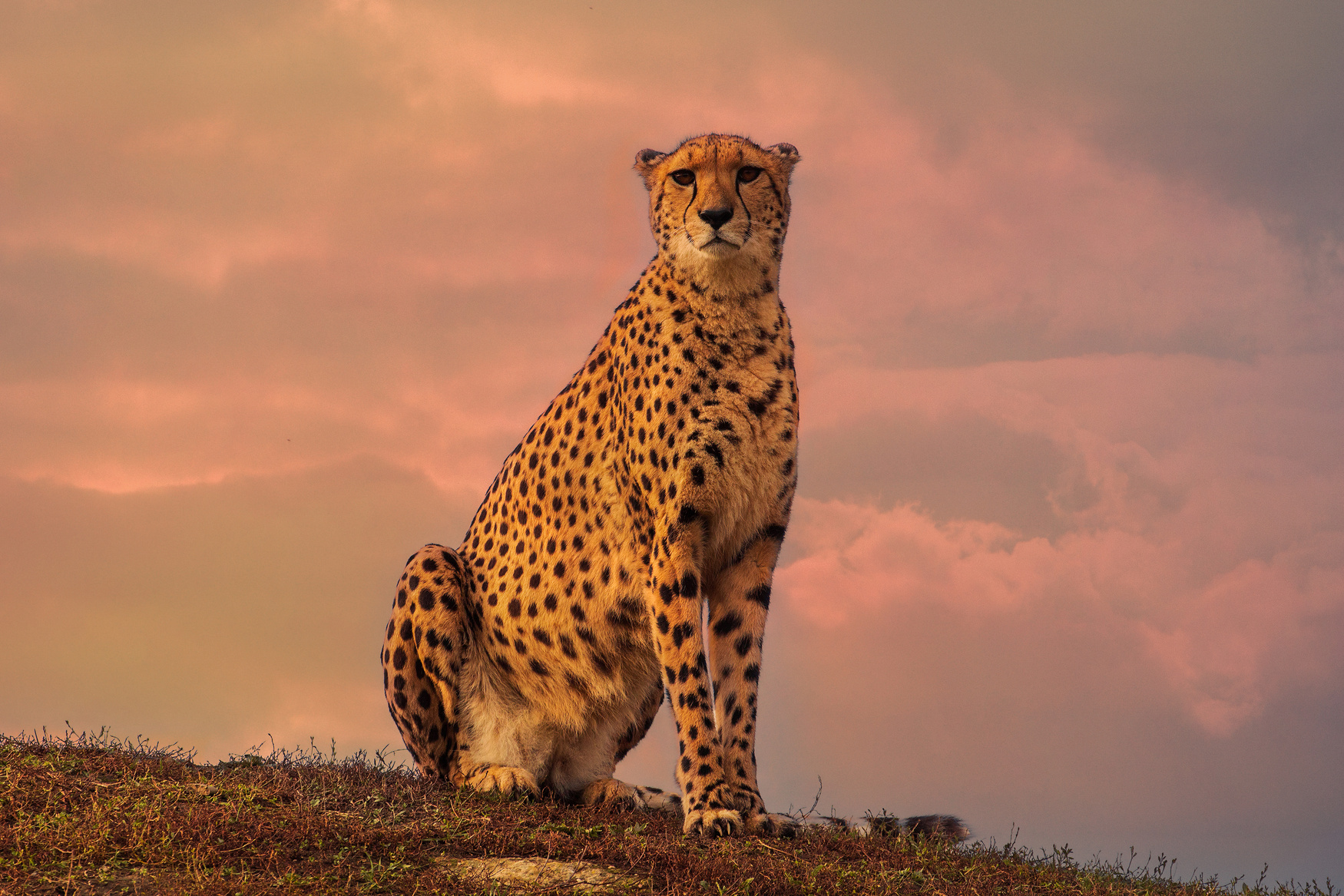 Cheetah