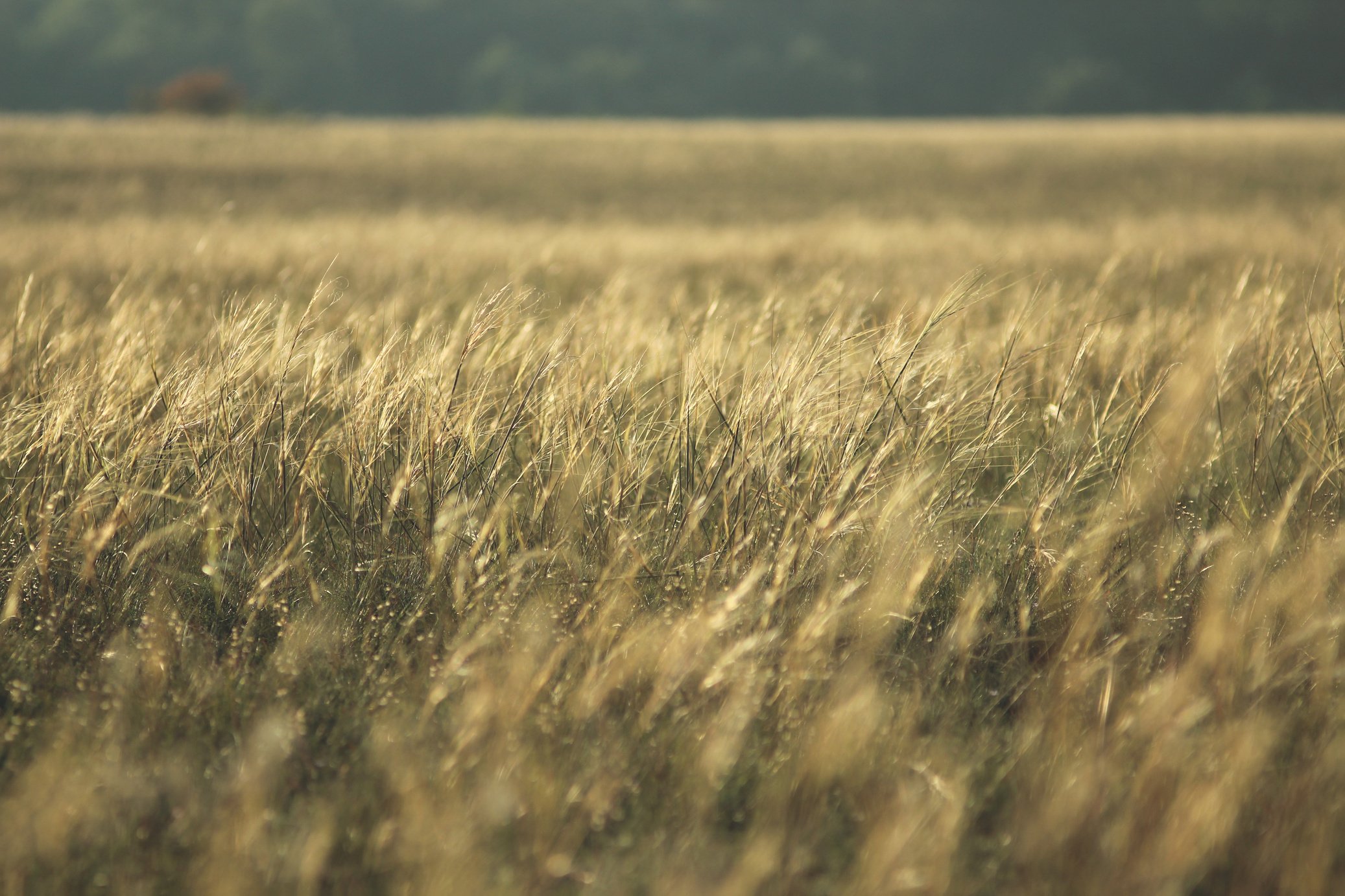 Photo of a Grassland