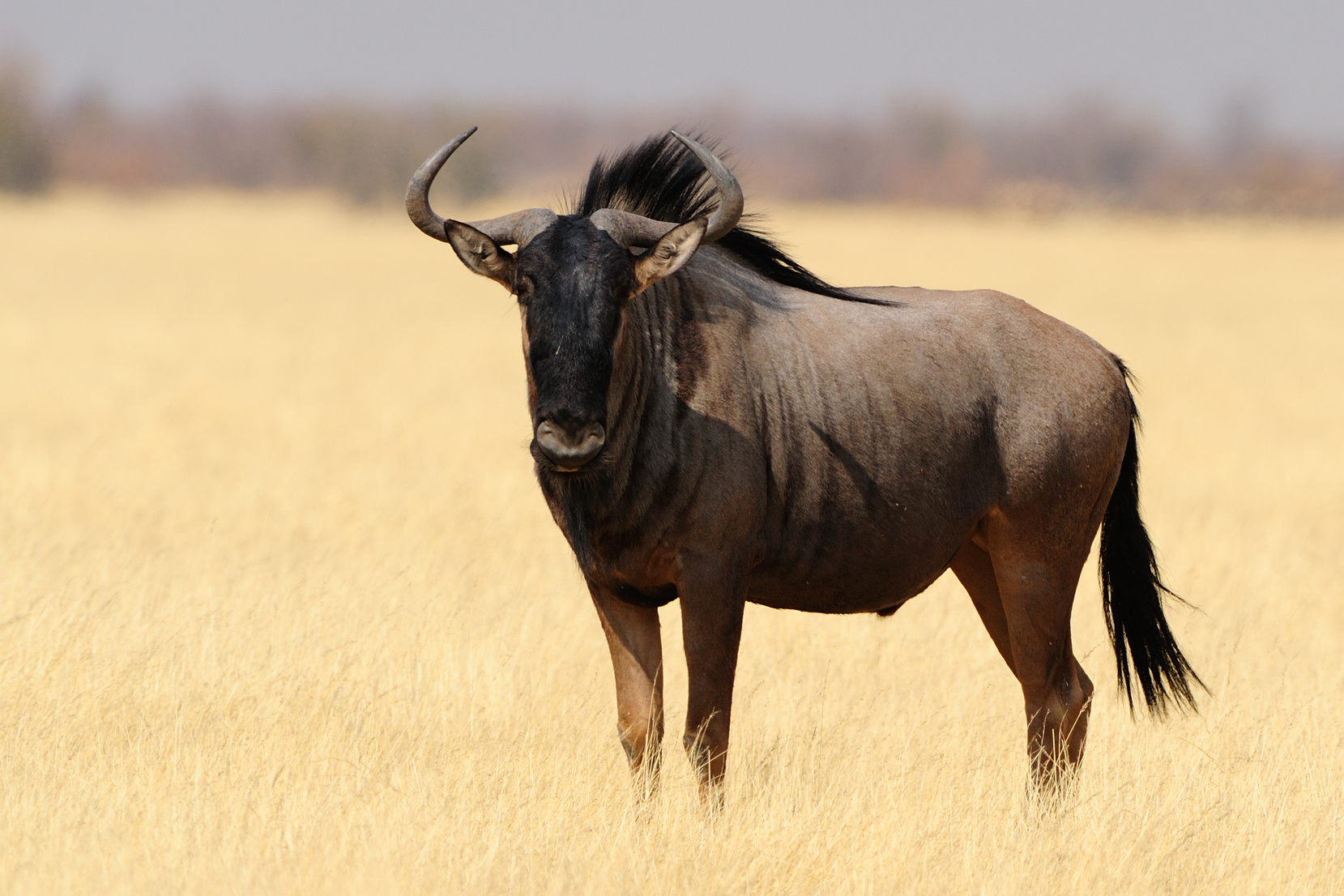 Wildebeest