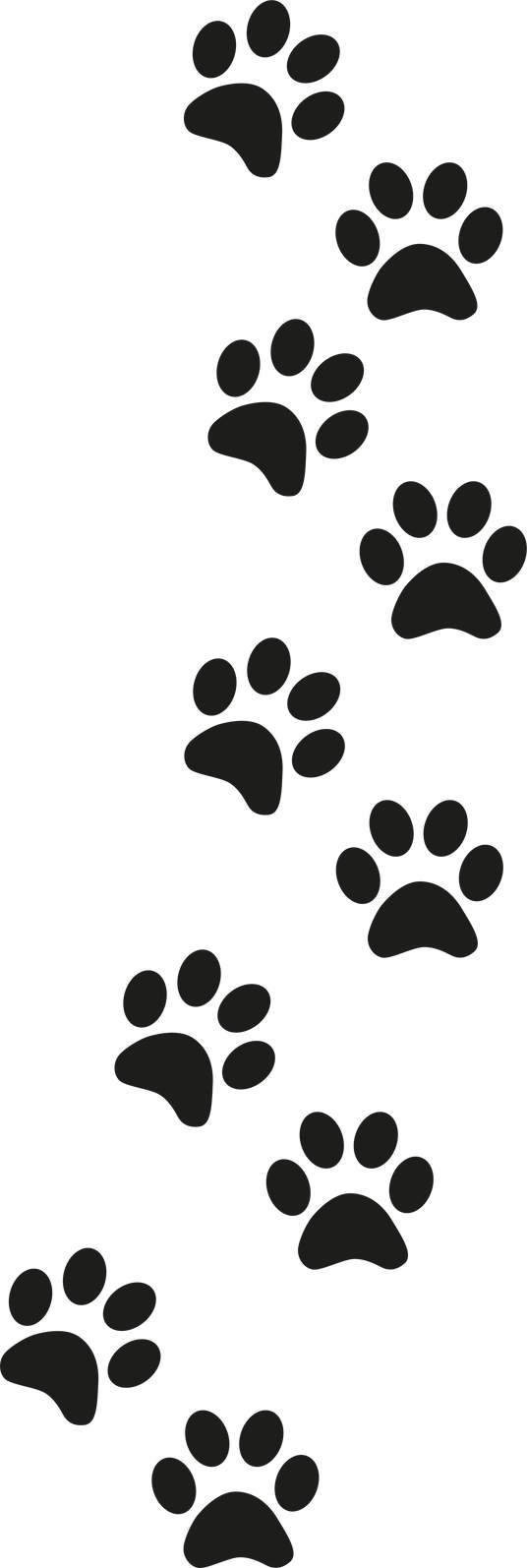 Illustration of Animal Tracks