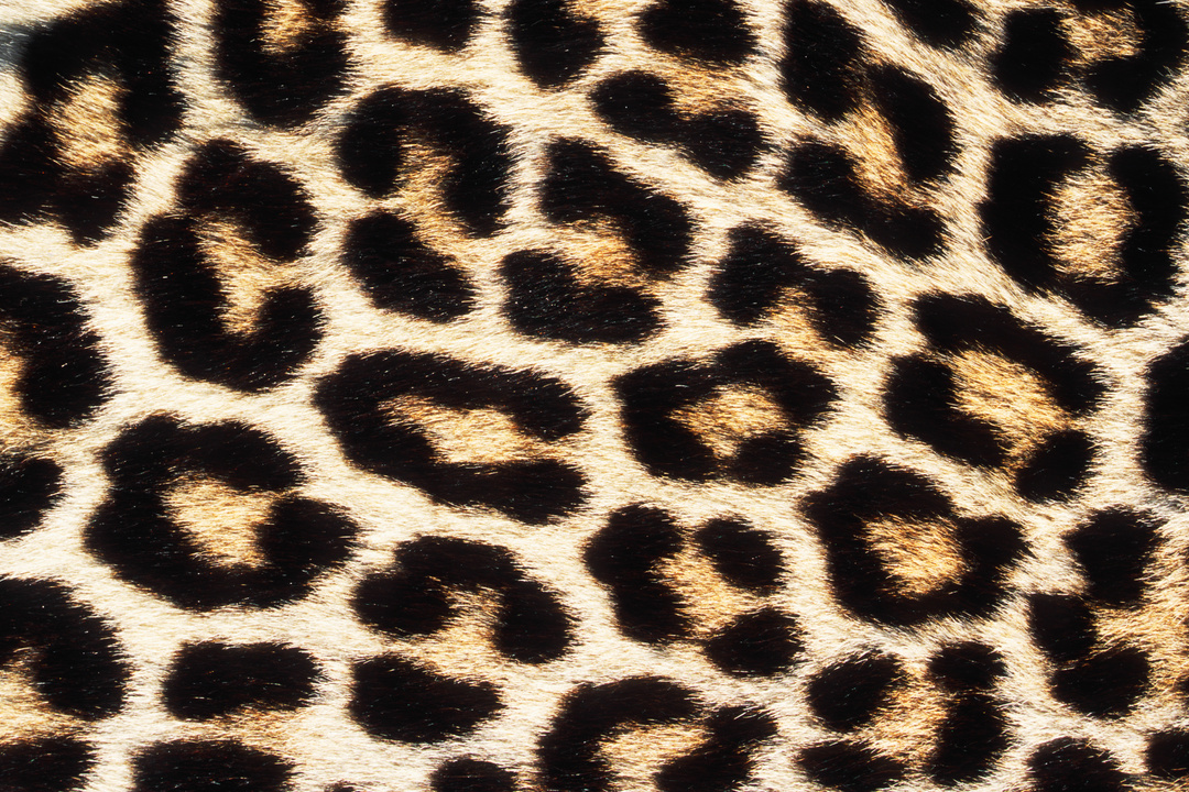 Closeup Photo of African Leopard Skin