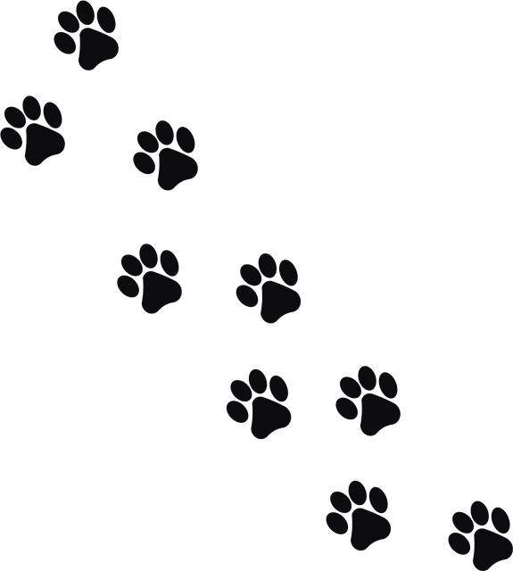 Animal Track Illustration