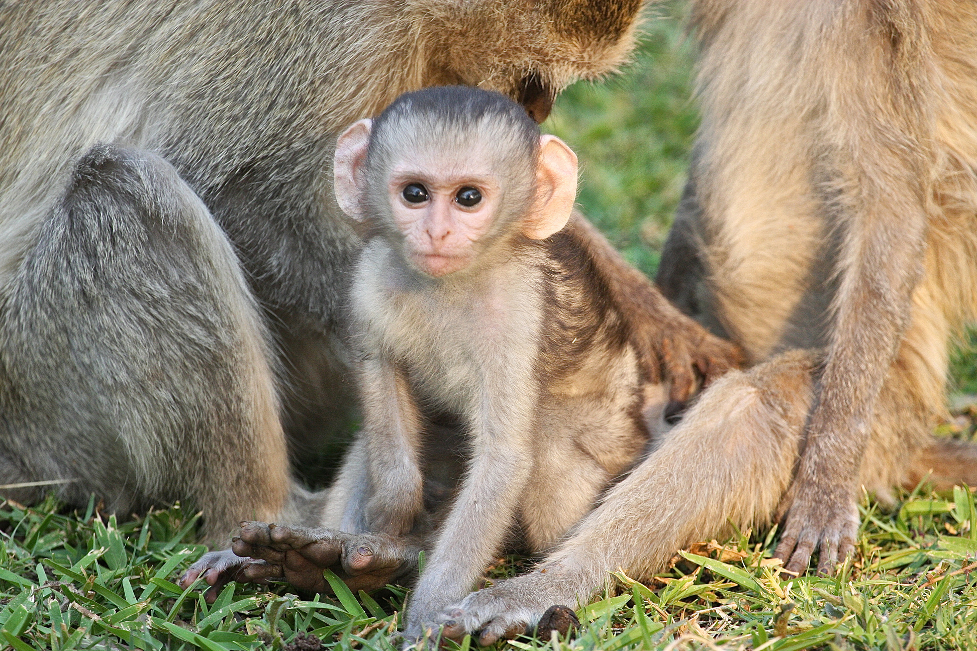 Vervet Monkey